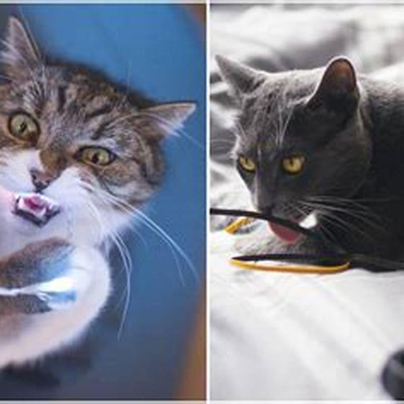 How do I get my cat to stop chewing on things?