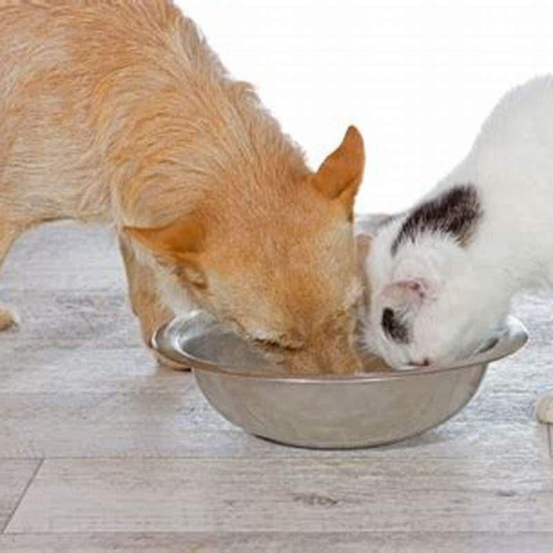 How do I get my cat to stop eating my dogs food?