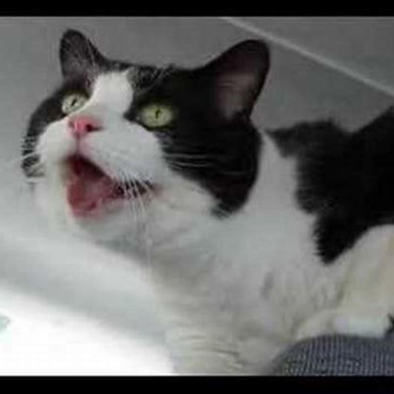 How do I get my cat to stop panting in the car?