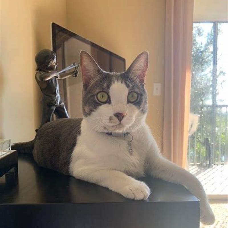 How do I get my cat to stop playing?