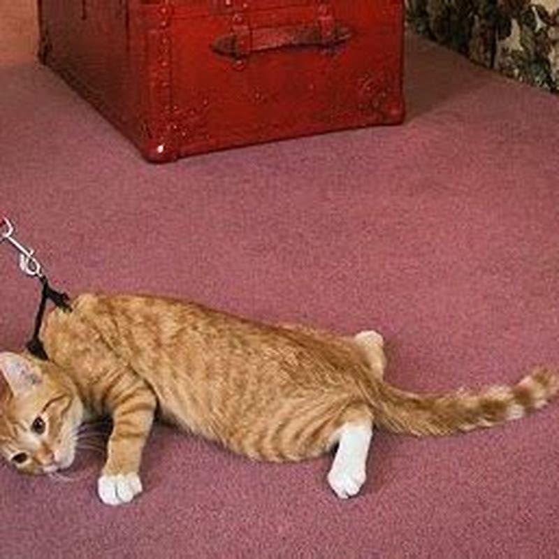 How do I get my cat to stop wanting to go outside?