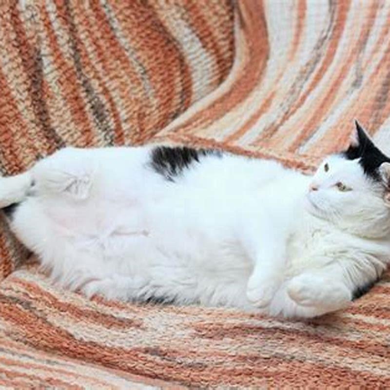 How do I get rid of my cats saggy belly? - DIY Seattle