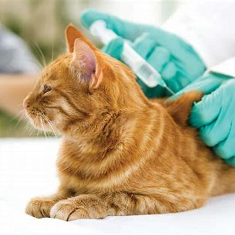 pain-meds-for-cats-what-can-help-your-kitty-catvills