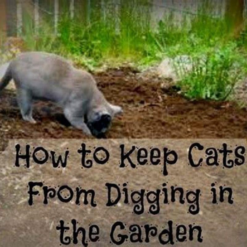 How do I keep cats out of my mulched flower beds?