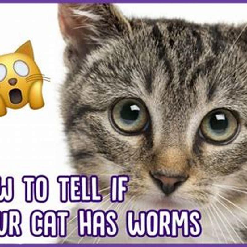 How do I know if I got worms from my cat?