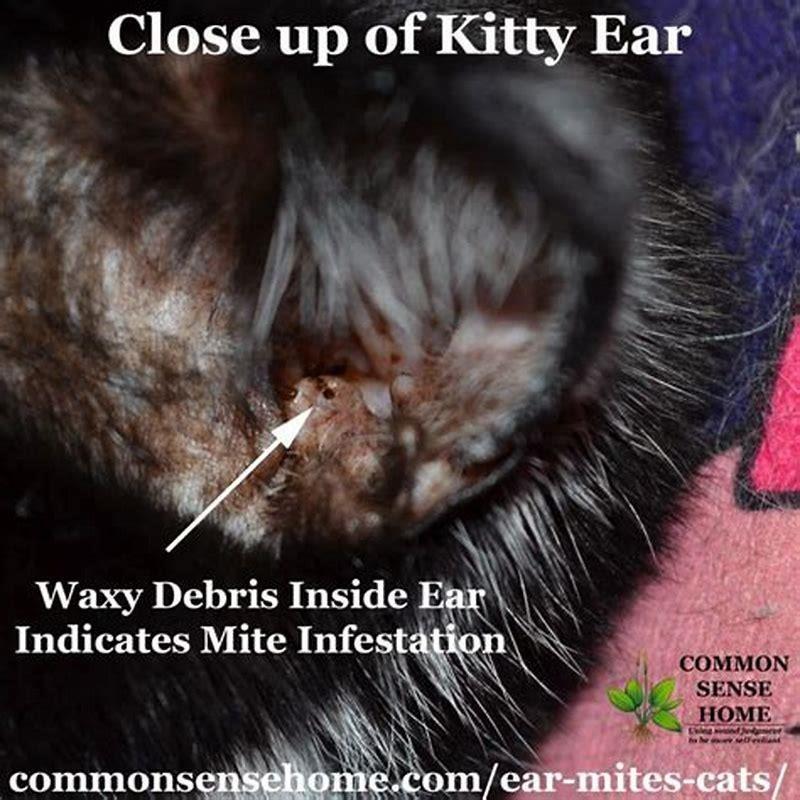 how-do-i-know-if-my-cat-has-an-ear-infection-diy-seattle