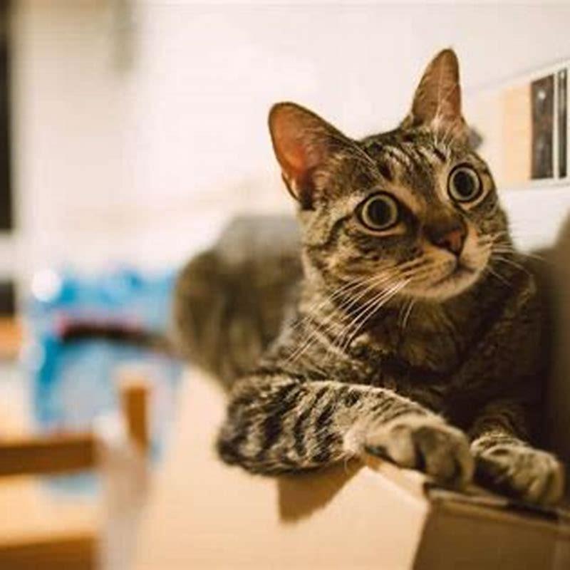 How do I know if my cat has hyperesthesia?