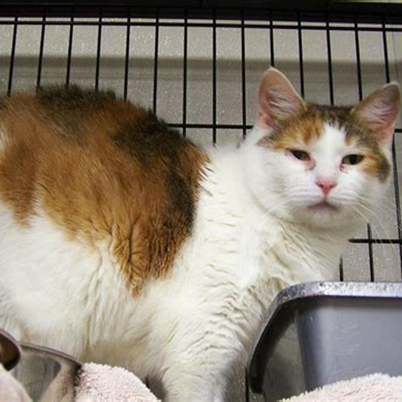 How do I know if my cat started her period?