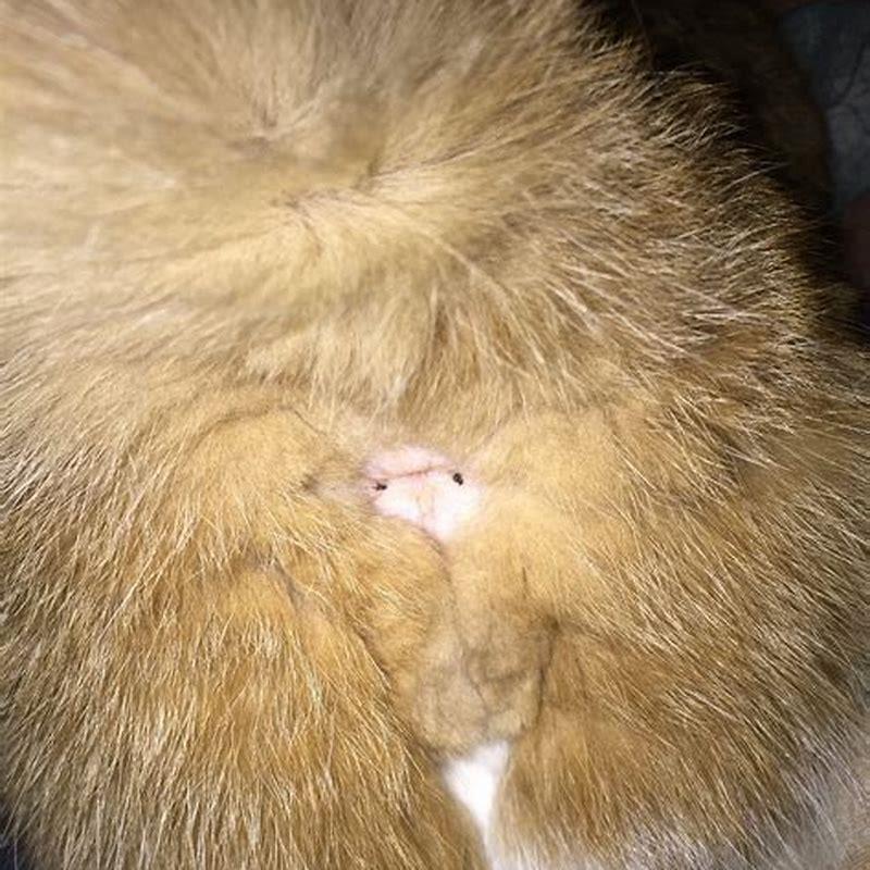 How do I know what kind of worms My cat has?