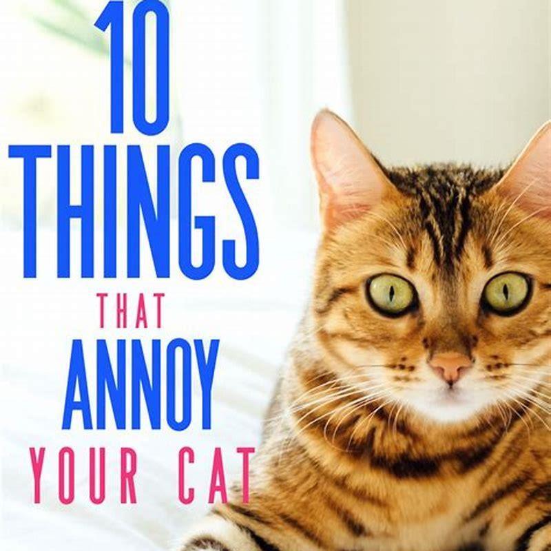 How do I make my cat comfortable with my dog?