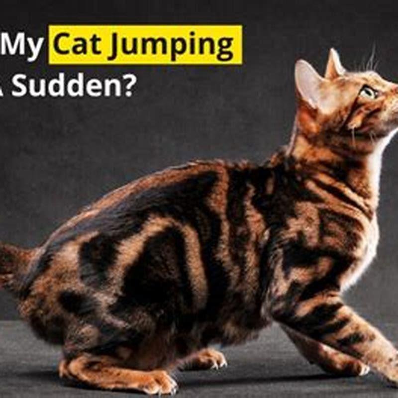 How do I stop my cat from being jumpy?