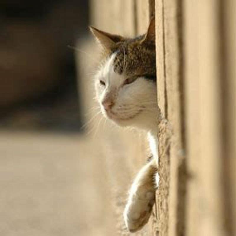 How do I stop my cats from fighting with my Neighbours cat?