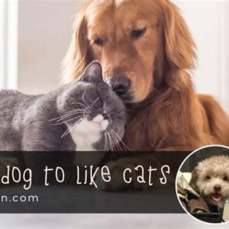 How do I train my dog to be nice to cats?