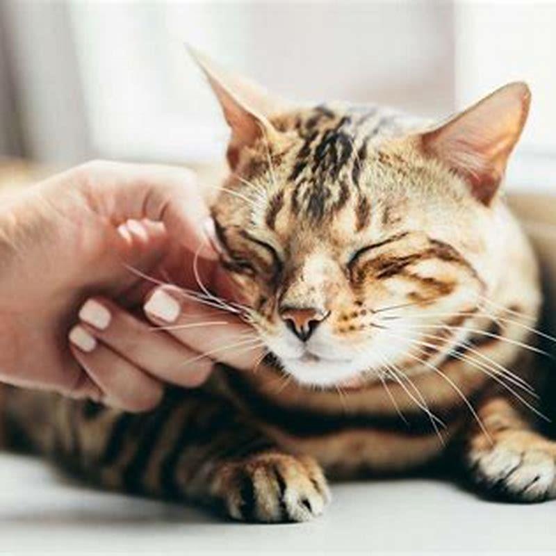 How do you attract a cats attention?