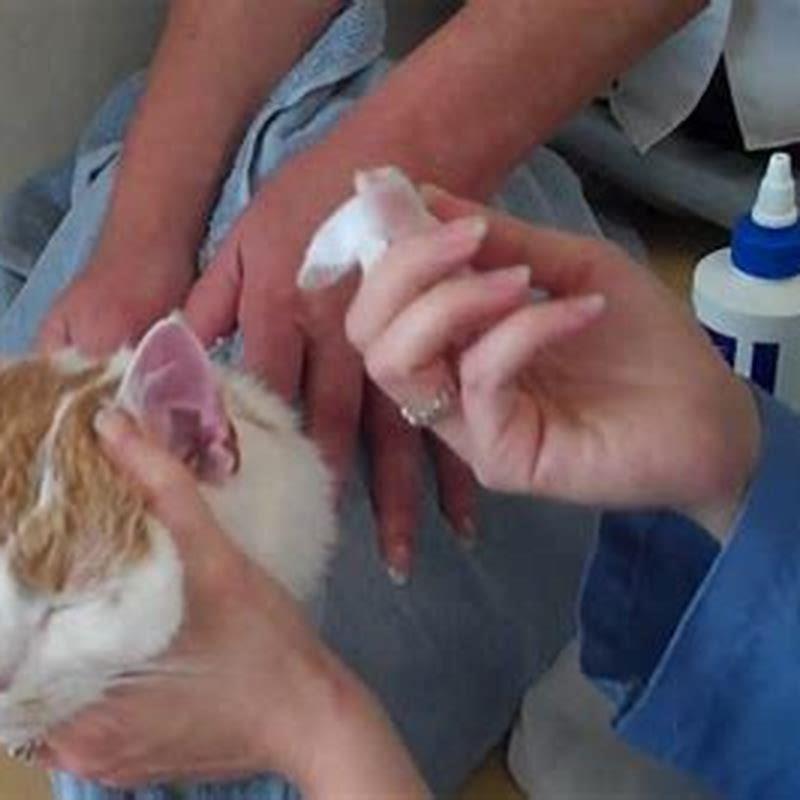 How do you clean a cats ear out?