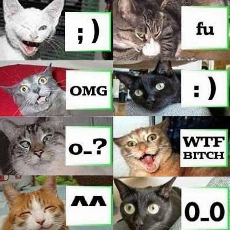 How do you force a cats mouth to open?