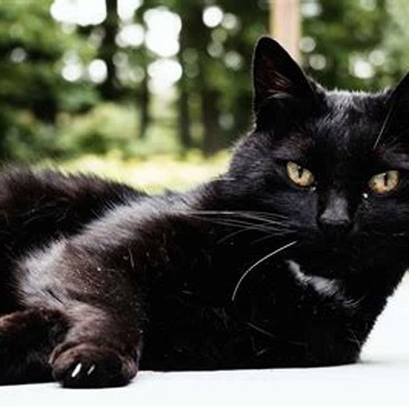 How do you get a Bombay cat?