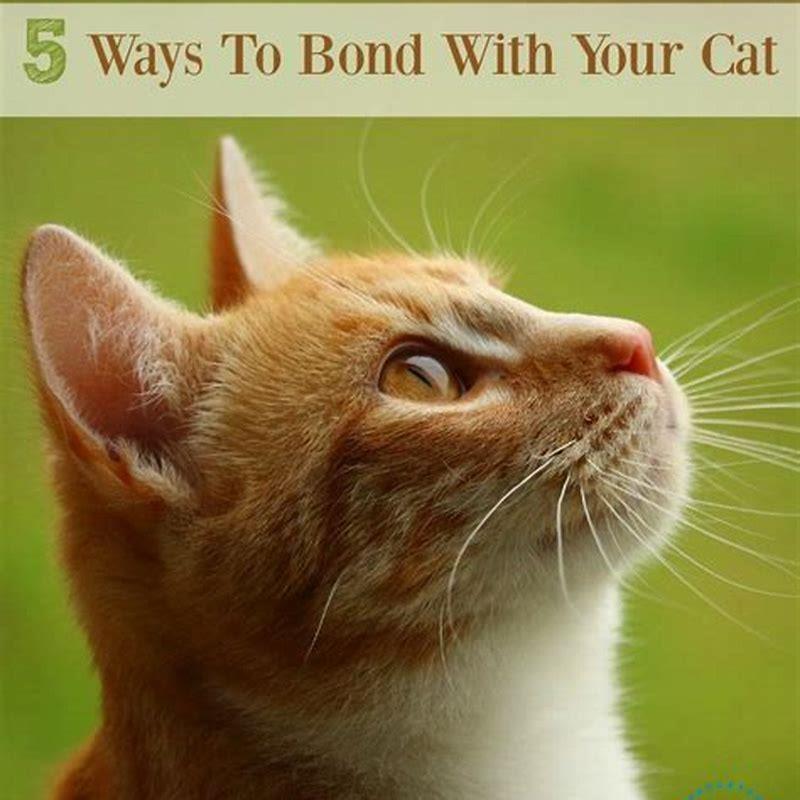 How do you get cats to bond together?