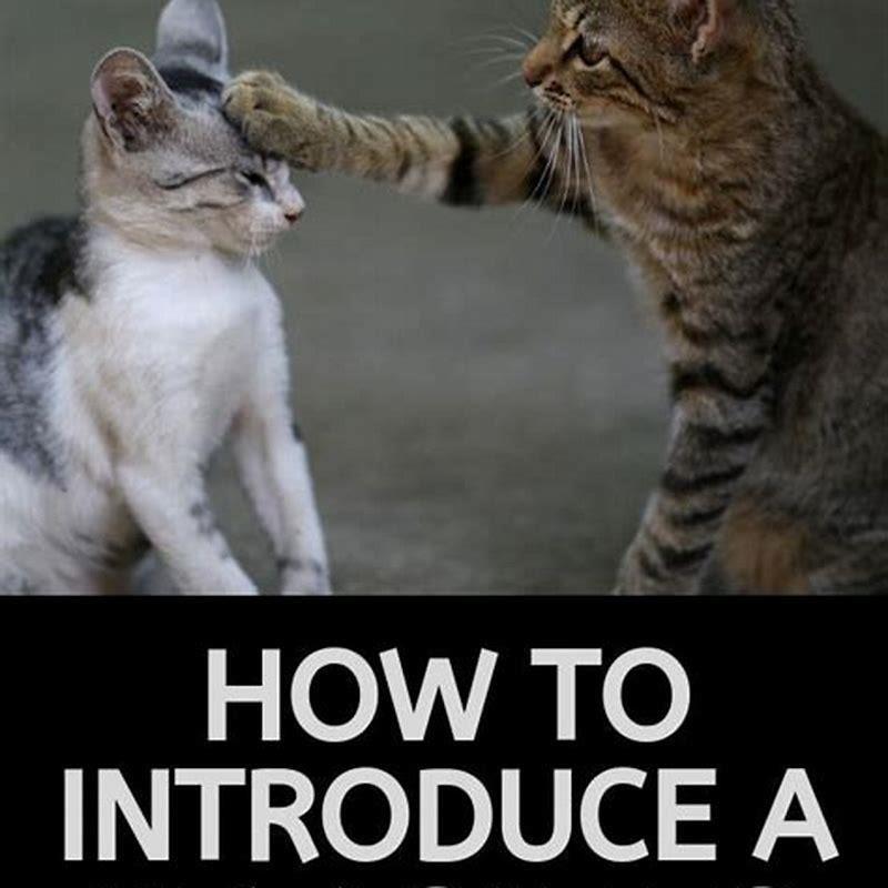 How do you introduce a cat to another cat?