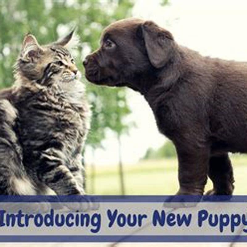 How do you introduce a puppy to a cat for the first time?