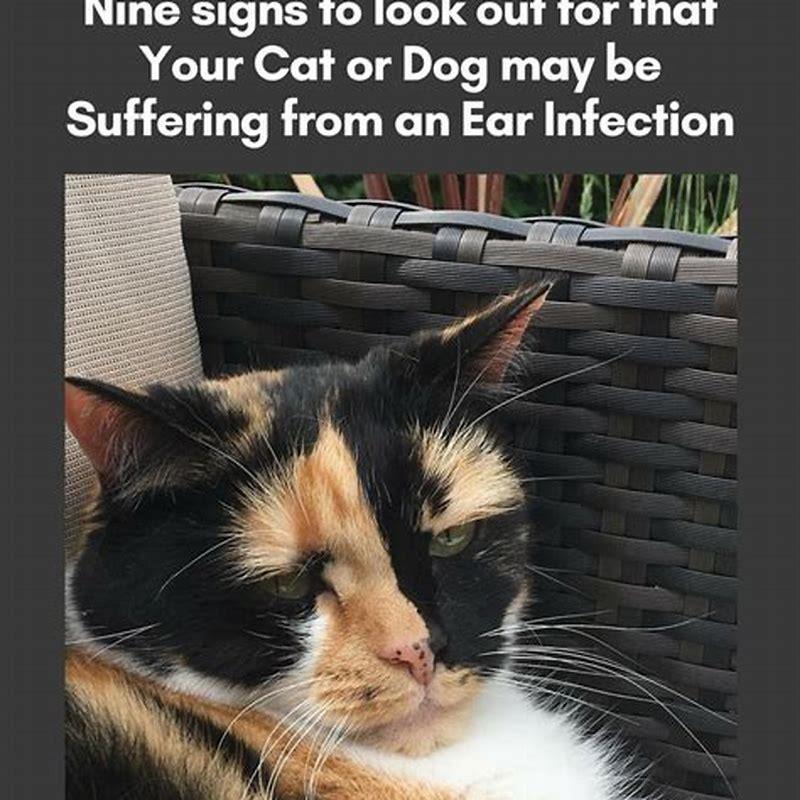 How do you know if a cat is suffering? - DIY Seattle