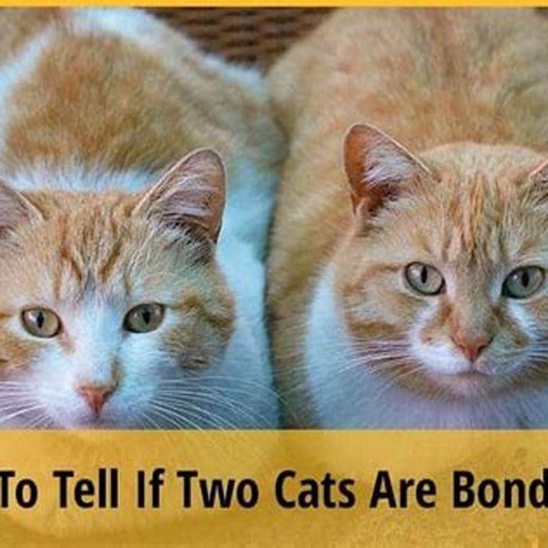 How do you know if two cats are bonded?