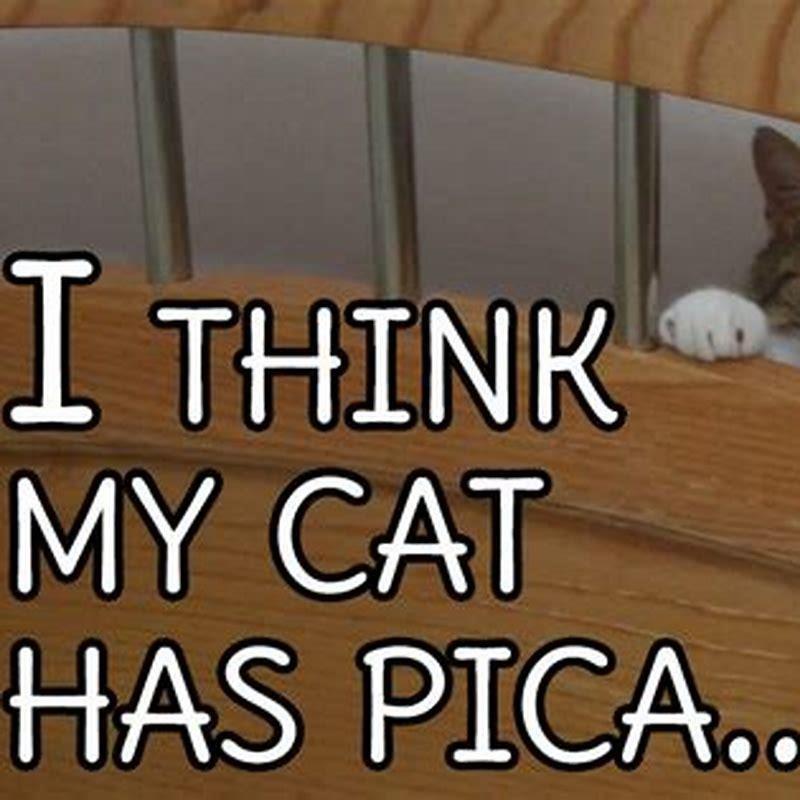 How do you know if your cat has pica?