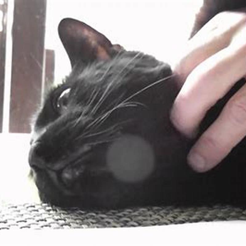 How do you know if your cat is submissive?