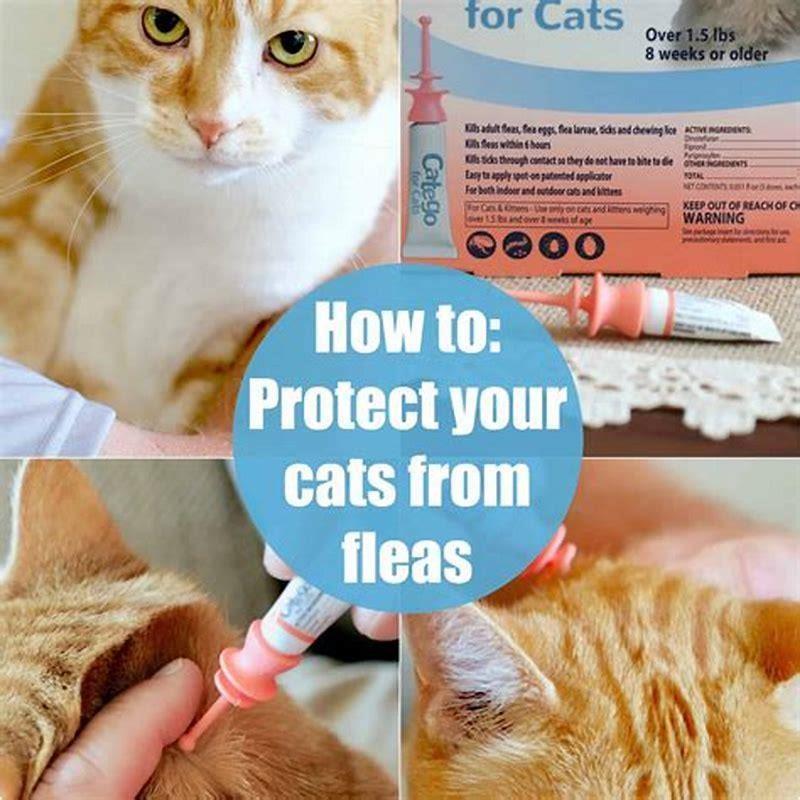 How do you know if your cat will protect you?