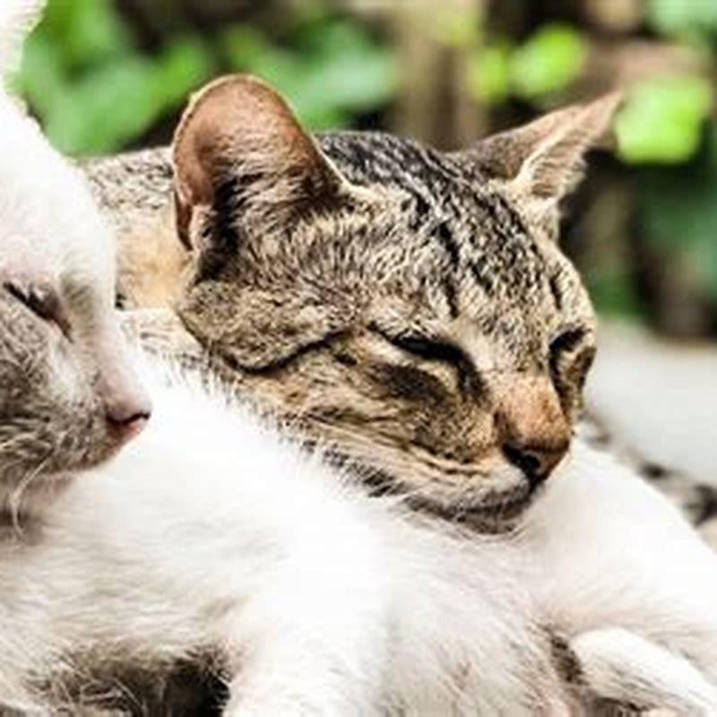 How do you make two cats get along?