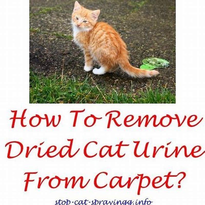 how-do-you-stop-an-outdoor-cat-from-spraying-diy-seattle