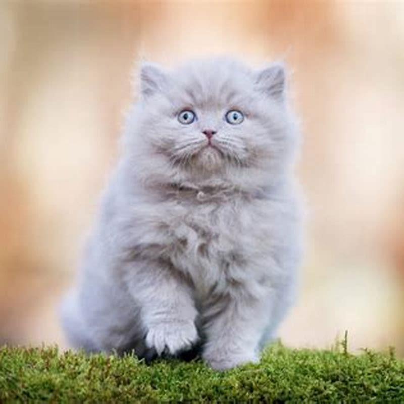 How do you take care of a British Longhair?