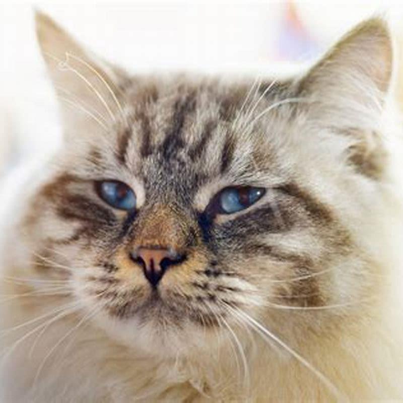 How do you tell if a cat is a Ragamuffin?
