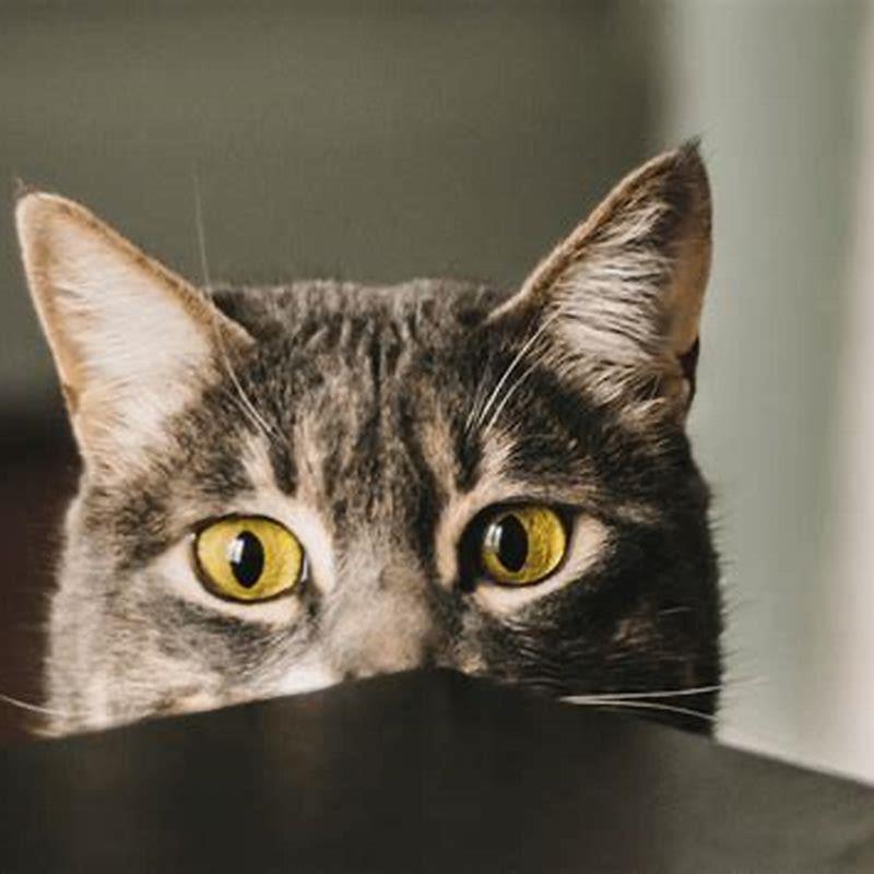How do you tell if a cat is calm by their eyes?