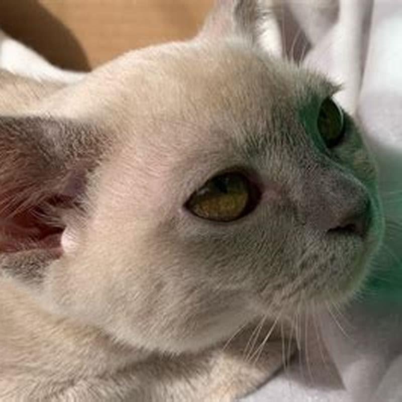 How do you tell if my cat is a Burmese?