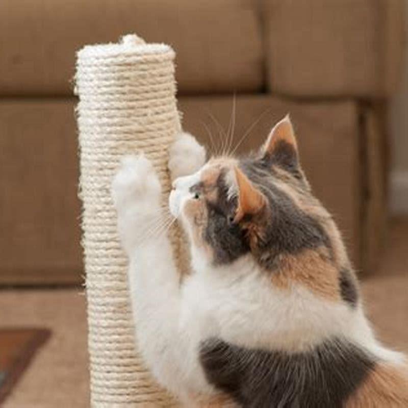 How do you train a cat to not get on furniture?
