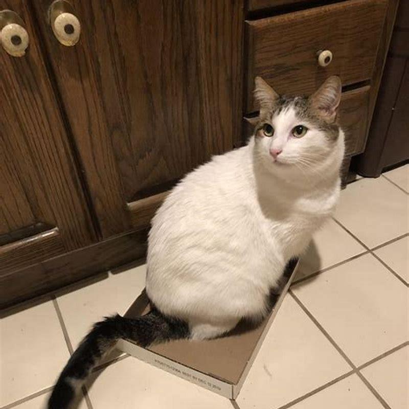 How do you trap a cat successfully?