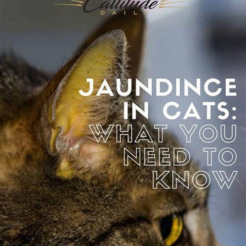 How do you treat jaundice in cats? DIY Seattle