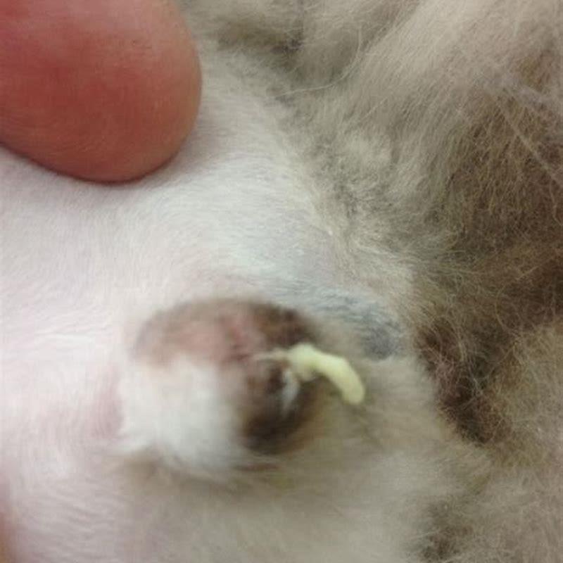 How does a cat get a urinary blockage?