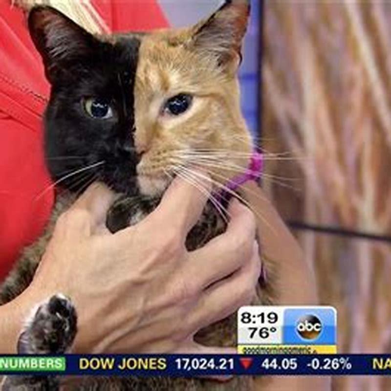 How does a cat see color?