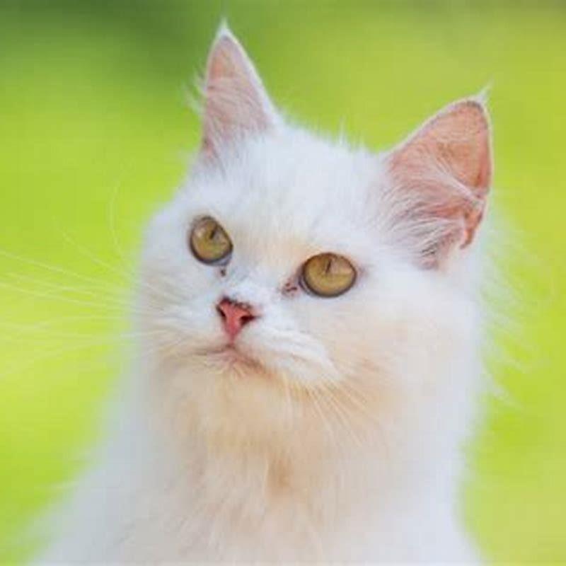 Upper Respiratory Infection In Young Cat