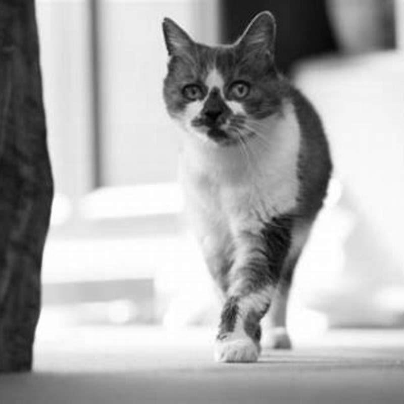 How far do cats travel from home?