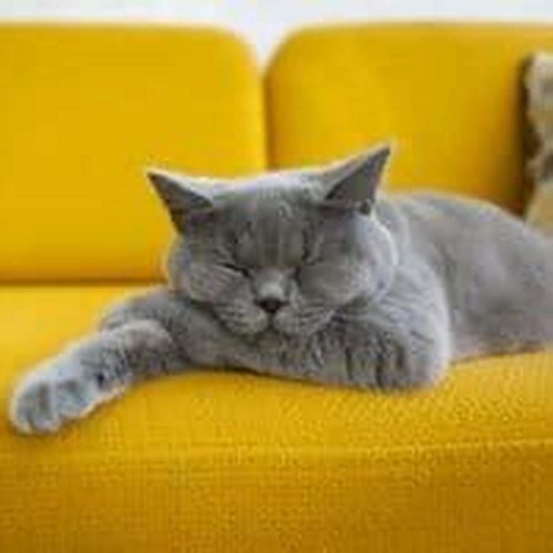 How fast should a cat breathe while sleeping?