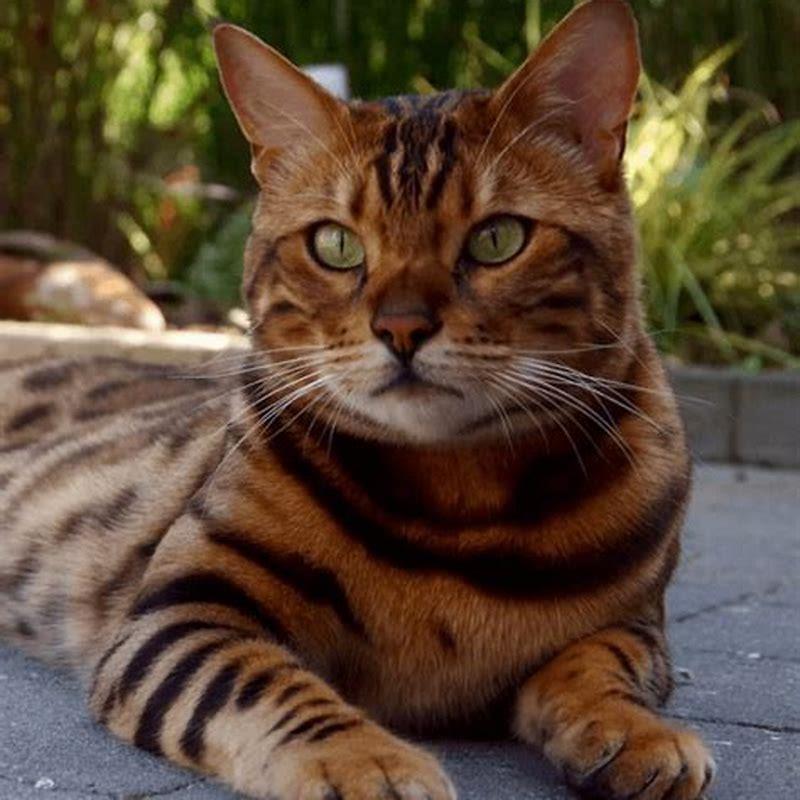 How is a Bengal cat created?
