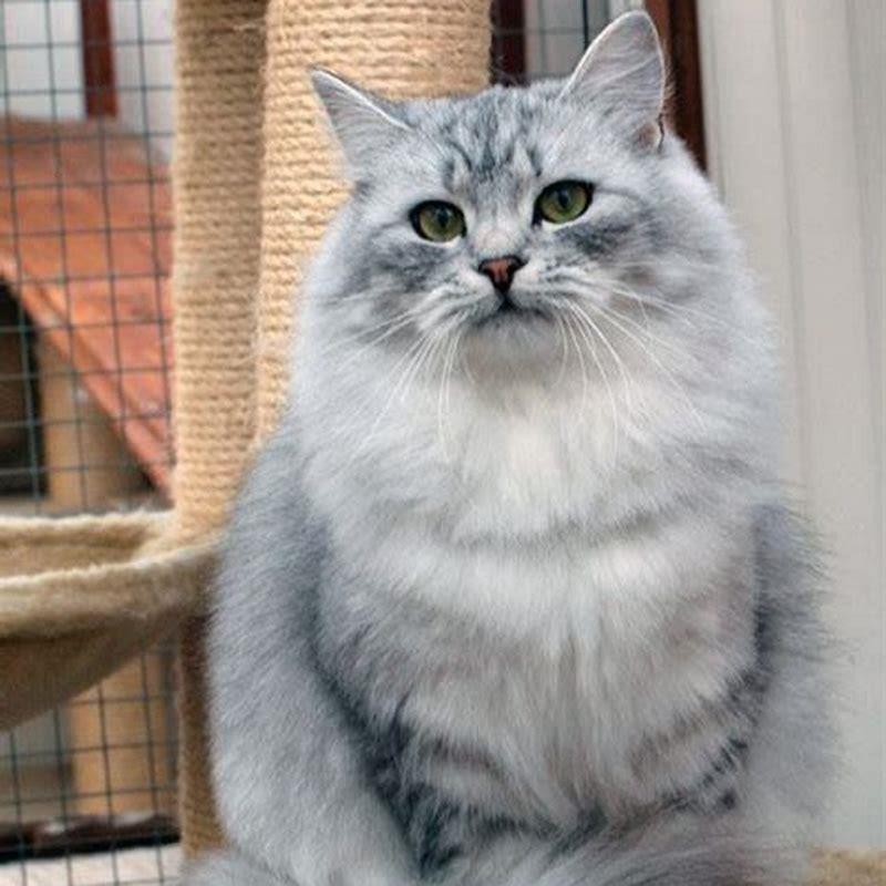 How long are cats considered kittens?