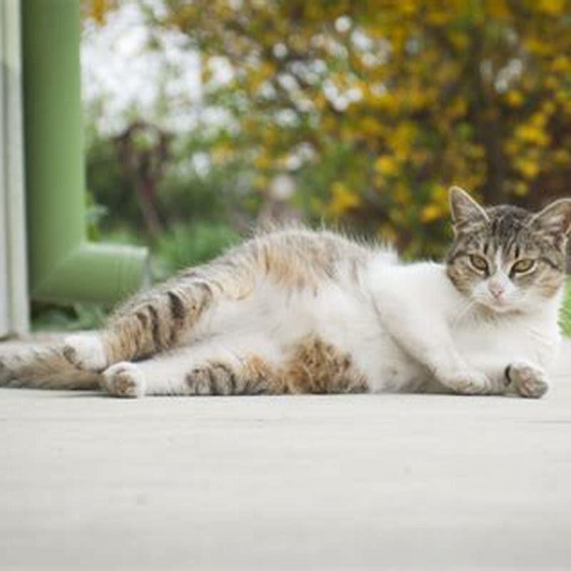 How long are cats pregnant months?