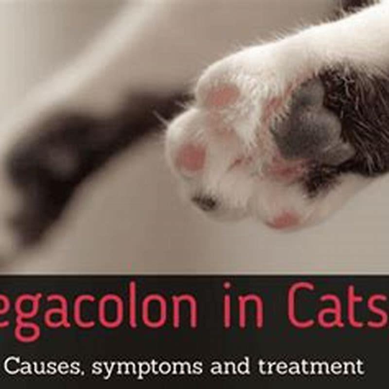 How long can a cat live with a megacolon?