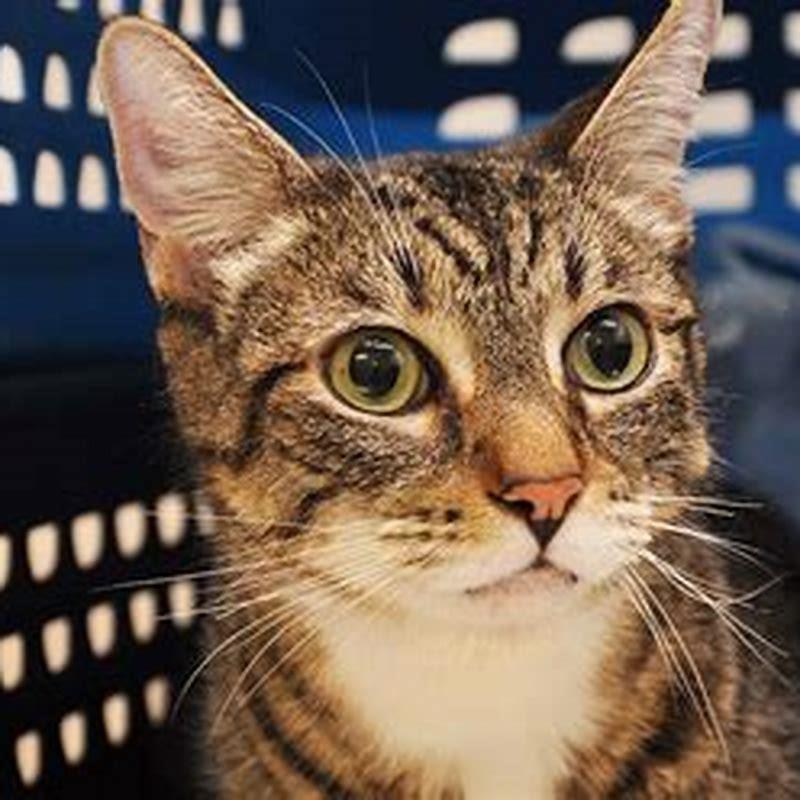 How long can a cat live with a urinary blockage?
