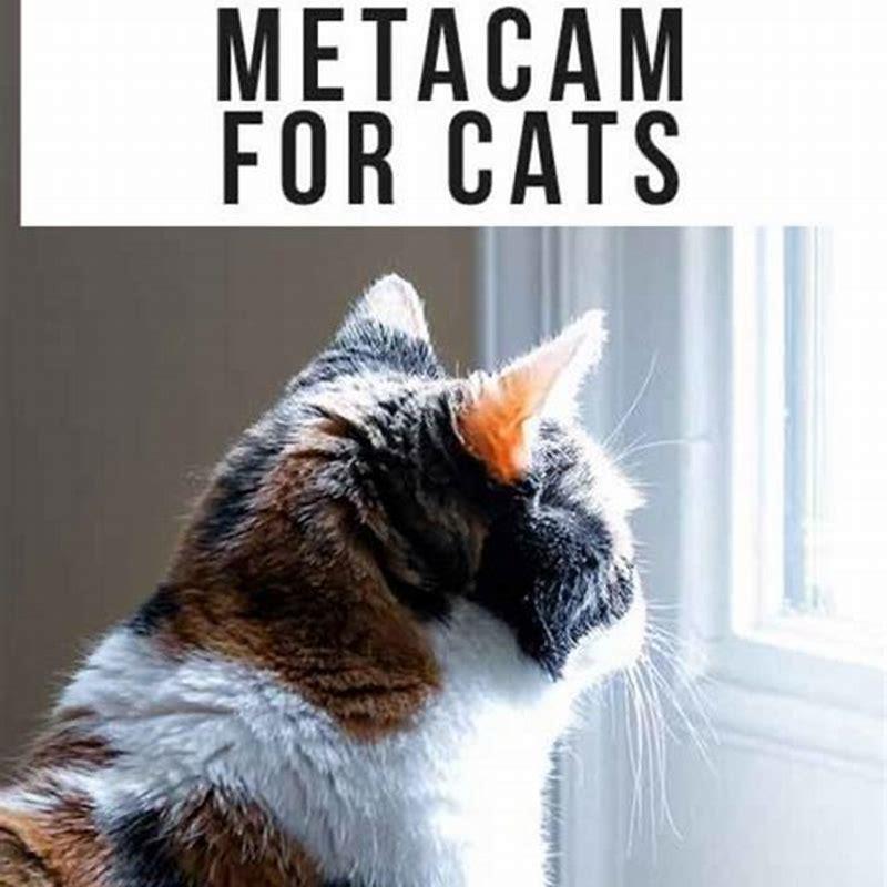How Long Can Cats Stay On Metacam DIY Seattle