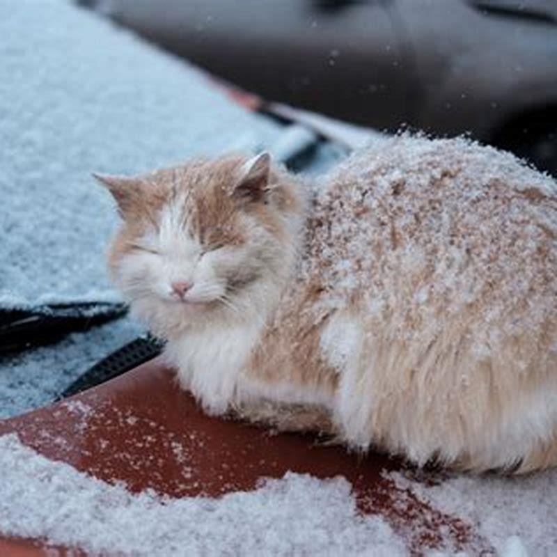 How Long Can cats survive in the cold?